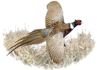 pheasant_smal_rightl
